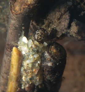 Caddis fly larva by Chris Krambeck 